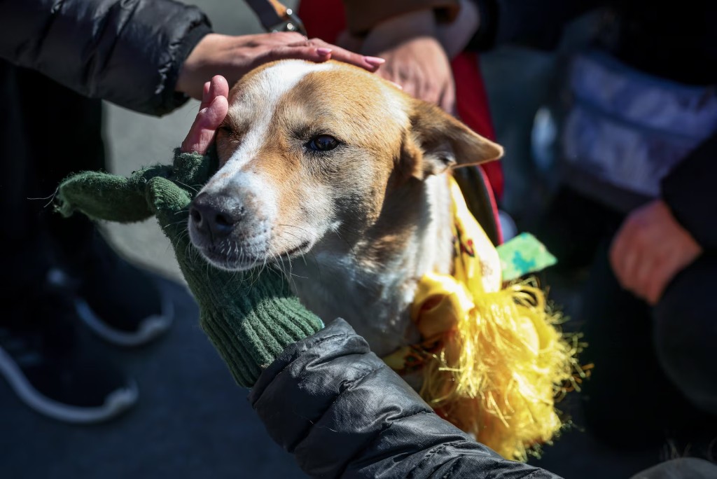 People pet Aloka, the "Peace Dog," during a lunch stop on the "Walk for Peace" in Spotsylvania, Virginia, February 5, 2026. REUTERS/Evelyn Hockstein