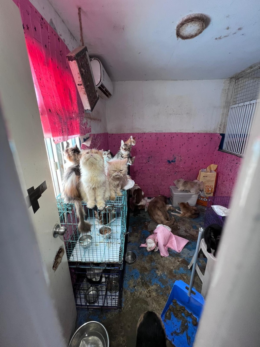 It is seen that the environment is extremely filthy. 