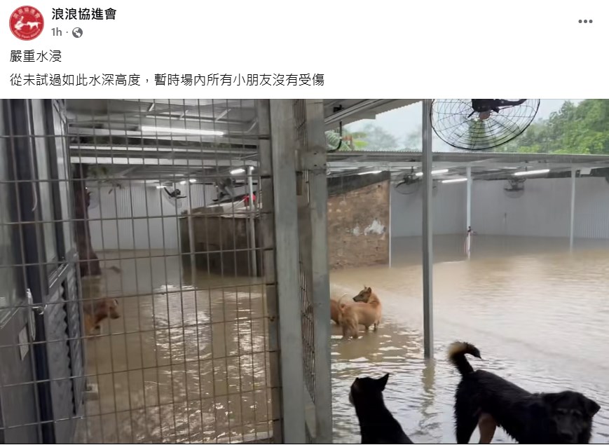 160 dogs stranded in flooded Yuen Long dog shelter amid Black Rainstorm