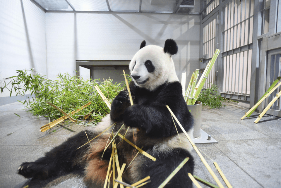 Supplied photo shows female giant panda Shin Shin at Tokyo's Ueno zoo on Aug. 19, 2024. (Photo courtesy of the Tokyo Zoological Park Society)(Kyodo) Supplied photo shows female giant panda Shin Shin at Tokyo's Ueno zoo on Aug. 19, 2024. (Photo courtesy of the Tokyo Zoological Park Society)(Kyodo)
