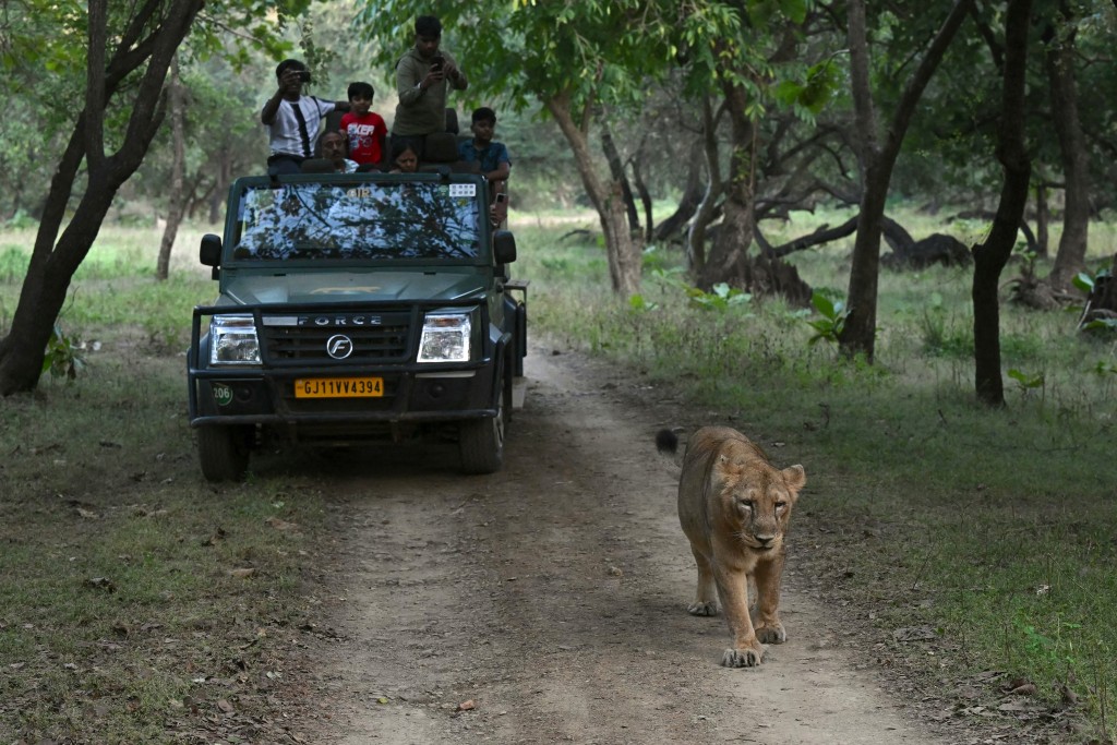 Photo by INDRANIL MUKHERJEE / AFP  This photograph taken on November 9, 2025 shows visitors taking photographs of a lioness during a guided safari tour in Gir National Park in India's western state of Gujarat.