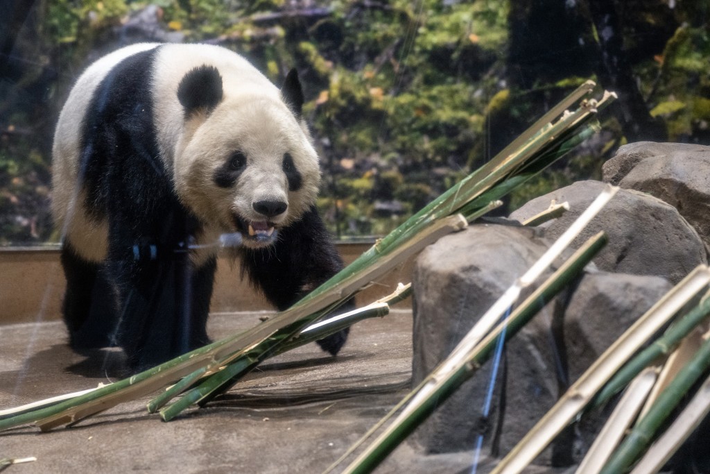 Photo by PHILIP FONG / AFP  Giant panda Xiao Xiao walks in its enclosure during the final day for public viewing before its departure for China, at Ueno Zoo in Tokyo on January 25, 2026.