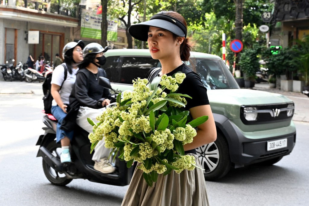 Photo by NHAC NGUYEN / AFP  A woman holds branches of milkwood trees on a street in Hanoi on October 16, 2026.