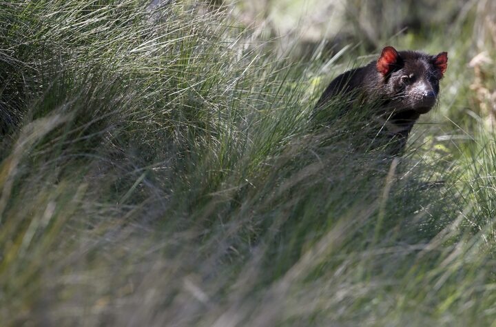 A Tasmanian Devil sits in tall grass as a shipment of healthy and genetically diverse devils to the island state of Tasmania are prepared, at the Devil Ark sanctuary in Barrington Tops on Australia's mainland, November 17, 2015. REUTERS/Jason Reed/File Photo
