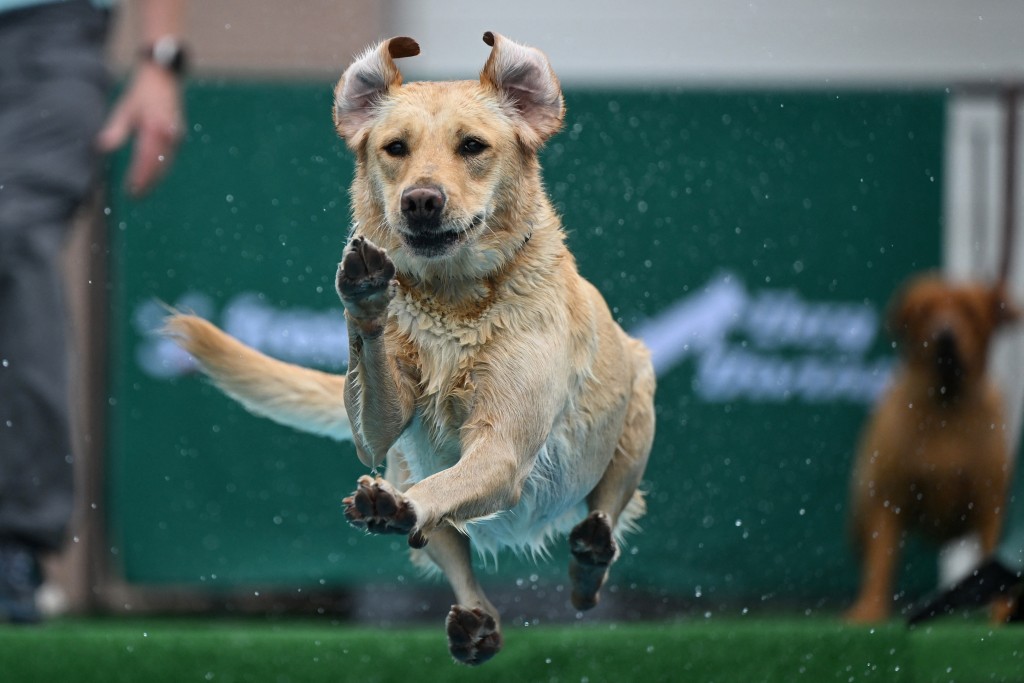 Photo by INA FASSBENDER / AFP  A dog jumps into a pool at the 'Dogs and Fun' fair at the Westfalenhallen congress centre in Dortmund, western Germany, on May 24, 2024.