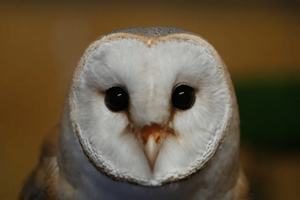 A barn owl at the Attica Zoological Park, near Athens, on Jan. 21, 2025. (AP Photo/Thanassis Stravrakis) A barn owl at the Attica Zoological Park, near Athens, on Jan. 21, 2025. (AP Photo/Thanassis Stravrakis)