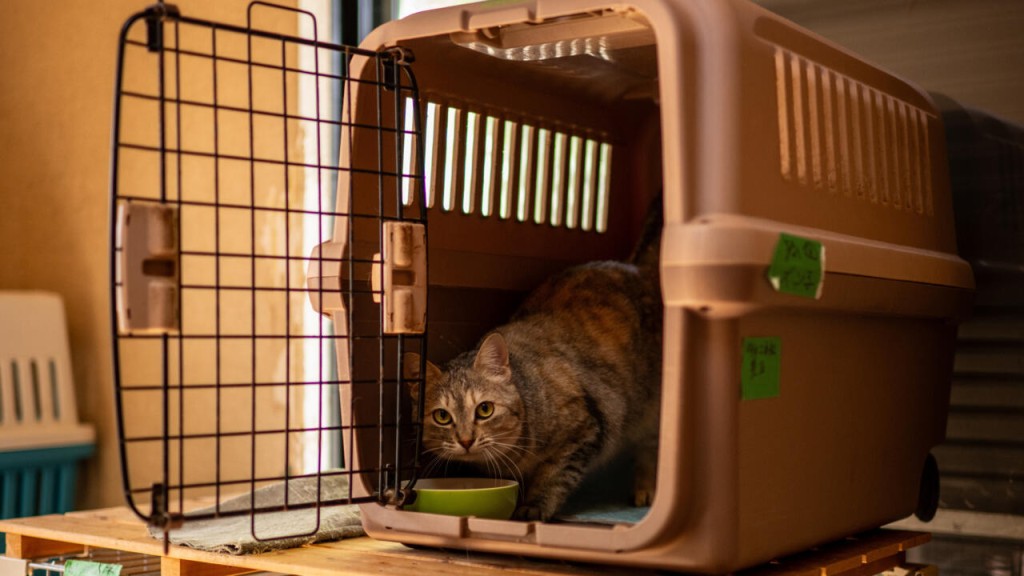 Chronic kidney disease is common among older cats, affecting up to 40 percent of felines aged more than 10, and 80 percent of those over 15 © Philip FONG / AFP/File
