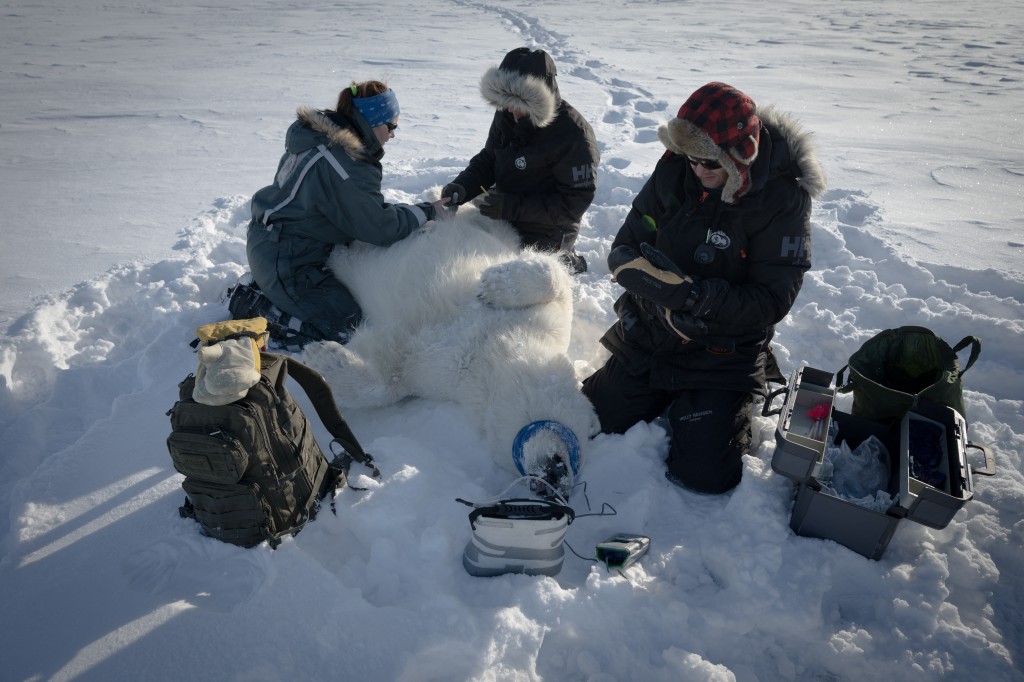 Photo by OLIVIER MORIN / AFP  French spatial scientist Marie-Anne Blanchet and her colleagues operate on a polar bear before taking adipose tissue biopsies and blood samples from their sedated mother, in eastern Spitzbergen, in the Svalbard archipelago, on April 6, 2025.