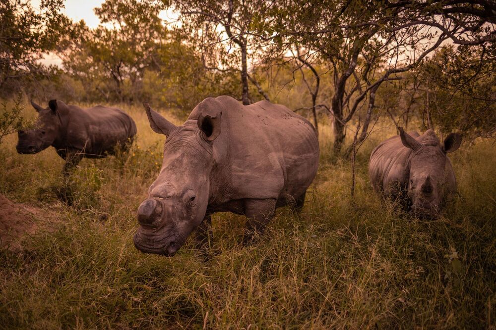 A dehorned rhino cow and her calves. (Bloomberg) 