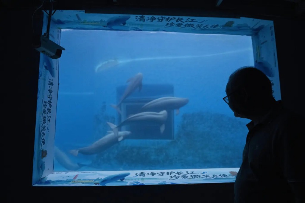 Wang Ding, the hydrobiological researcher who has led the protection of the endangered Yangtze finless porpoise, stands near some of the captive mammals at the Institute of Hydrobiology under the Chinese Academy of Sciences in Wuhan in central China’s Hubei province on June 16, 2025. (AP)