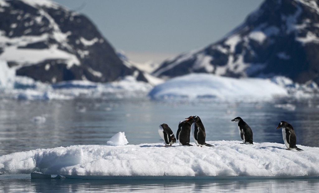 Photo by JUAN BARRETO / AFP. View of a chinstrap (Pygoscelis antarcticus) and gentoo (Pygoscelis papua) penguins at the Gerlache Strait -which separates the Palmer Archipelago from the Antarctic Peninsula, on January 15, 2024.