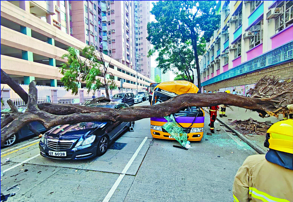 Tree Collaps Steps to prevent tree collapse envisioned to take root soon