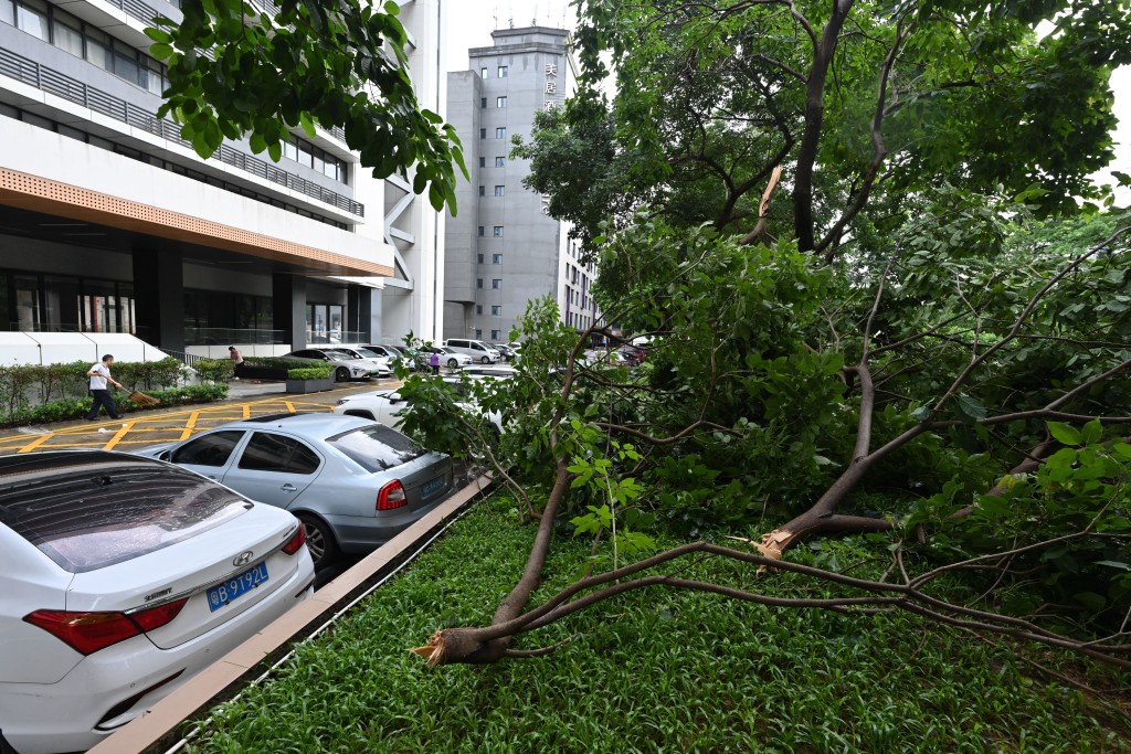 This picture shows fallen trees in Shenzhen, China’s southern Guangdong province on July 21, 2025, a day after Typhoon Wipha hit China’s southern coast. (Photo by ADEK BERRY / AFP)
