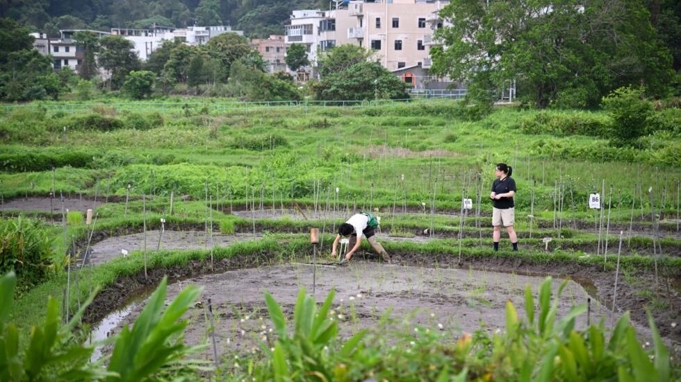 Members of Gift From Land, a small group dedicated to revitalising dormant Hong Kong rice varieties, transplant seedlings in a paddy in Tai Po district © Peter PARKS / AFP Members of Gift From Land, a small group dedicated to revitalising dormant Hong Kong rice varieties, transplant seedlings in a paddy in Tai Po district © Peter PARKS / AFP