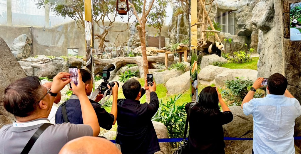 Participants visited the giant panda exhibit in Ocean Park as this year marks the APEC 'China Year.' Participants visited the giant panda exhibit in Ocean Park as this year marks the APEC 'China Year.'