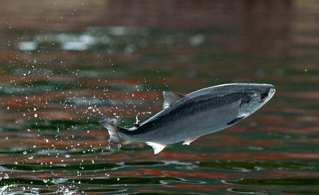 A salmon jumps for food pellets thrown by a Chilean worker into a tank anchored at the Pacific port of Chacabuco, some 1,800 kilometers south of Santiago, September 16, 2003.  Reuters