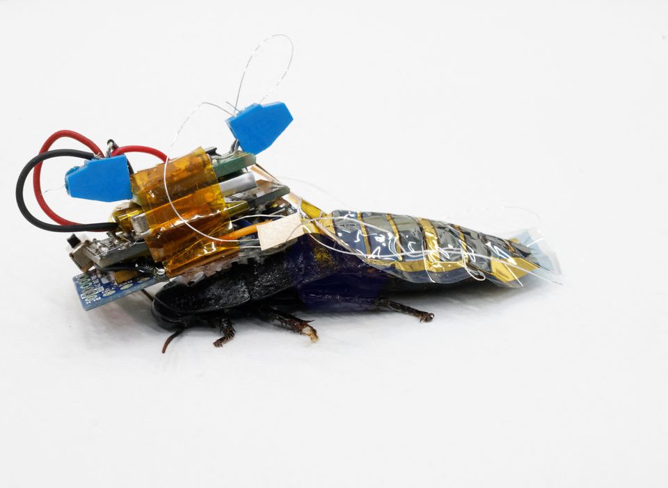 A Madagascar hissing cockroach, mounted with a 'backpack' of electronics and a solar cell that enable remote control of its movement, is pictured during a photo opportunity at the Thin-Film Device Laboratory of Japanese research institution Riken in Wako, Saitama Prefecture, Japan September 16, 2022. (REUTERS/Kim Kyung-Hoon) A Madagascar hissing cockroach, mounted with a 'backpack' of electronics and a solar cell that enable remote control of its movement, is pictured during a photo opportunity at the Thin-Film Device Laboratory of Japanese research institution Riken in Wako, Saitama Prefecture, Japan September 16, 2022. (REUTERS/Kim Kyung-Hoon)