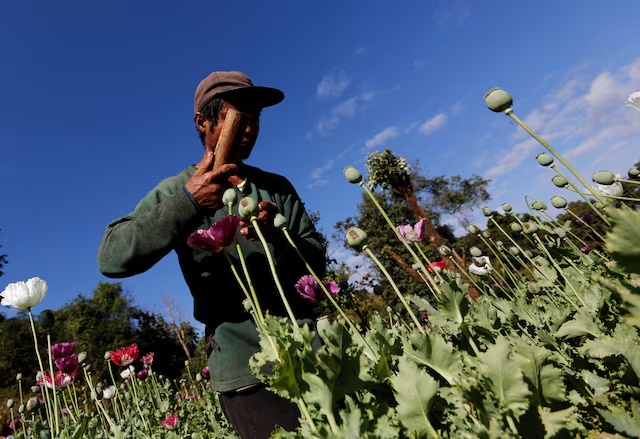 A man harvests opium as he works in an opium field outside Loikaw, Kayah state, Myanmar, November 30, 2016. REUTERS/Soe Zeya Tun