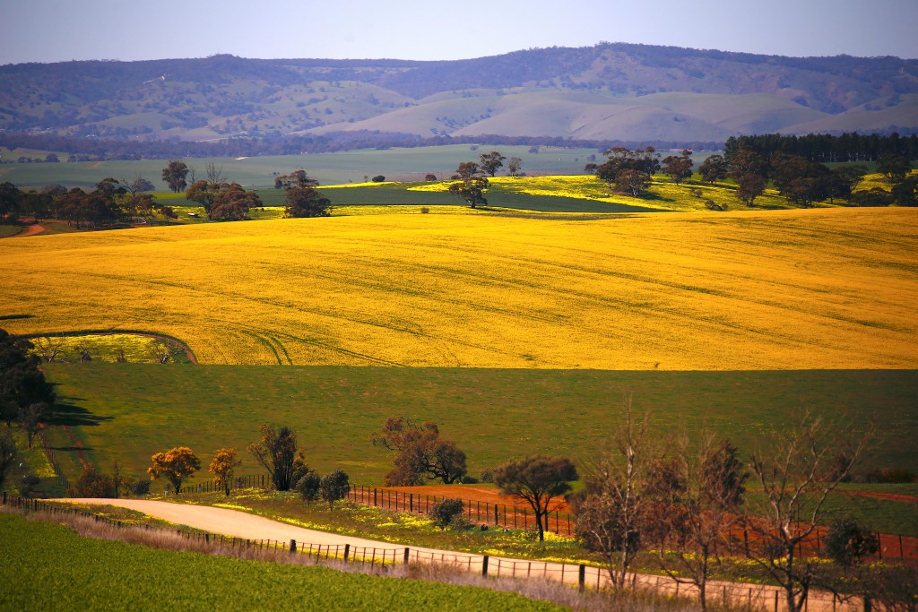 A paddock containing a crop of canola can be seen near a dirt road located on the outskirts of the town of Mallala, north of Adelaide, South Australia, August 22, 2018. REUTERS