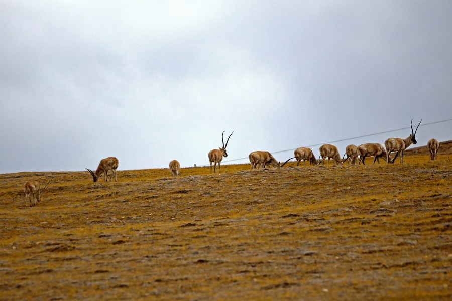Photo taken on April 12, 2022 shows a herd of a Tibetan antelopes in Gerze County, southwest China's Tibet Autonomous Region.(Xinhua/Jiang Fan)