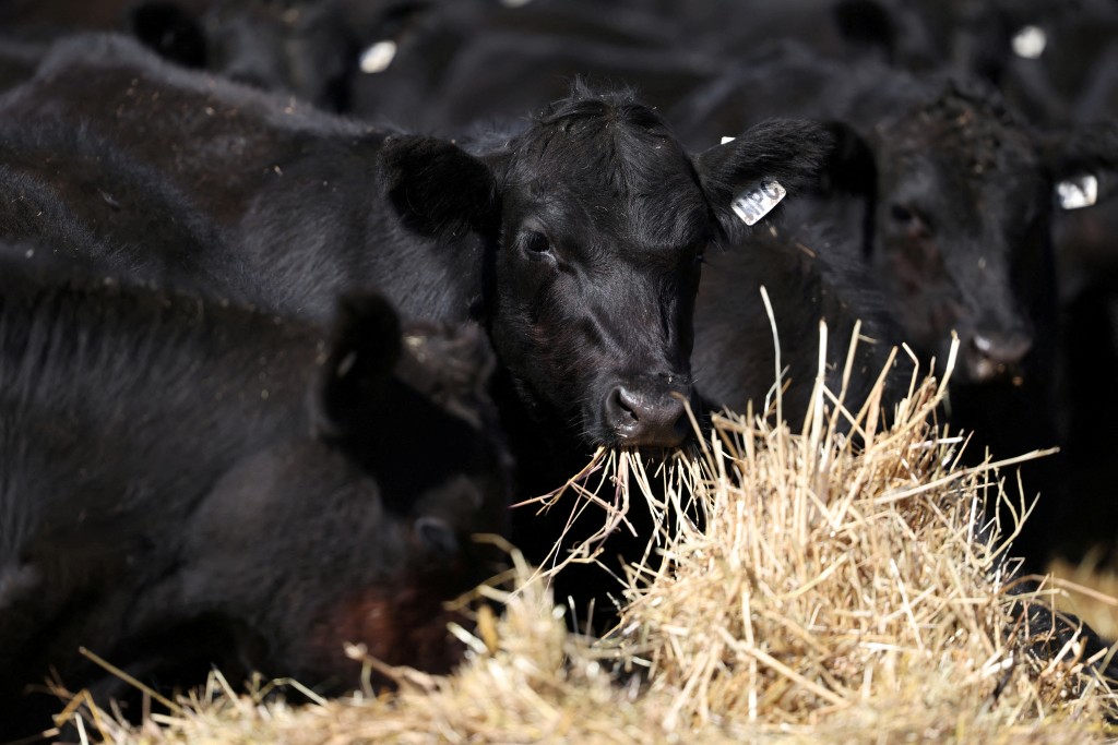 Angus beef cattle eat hay at Coombing Park farm in Carcoar, Australia, April 17, 2025. REUTERS