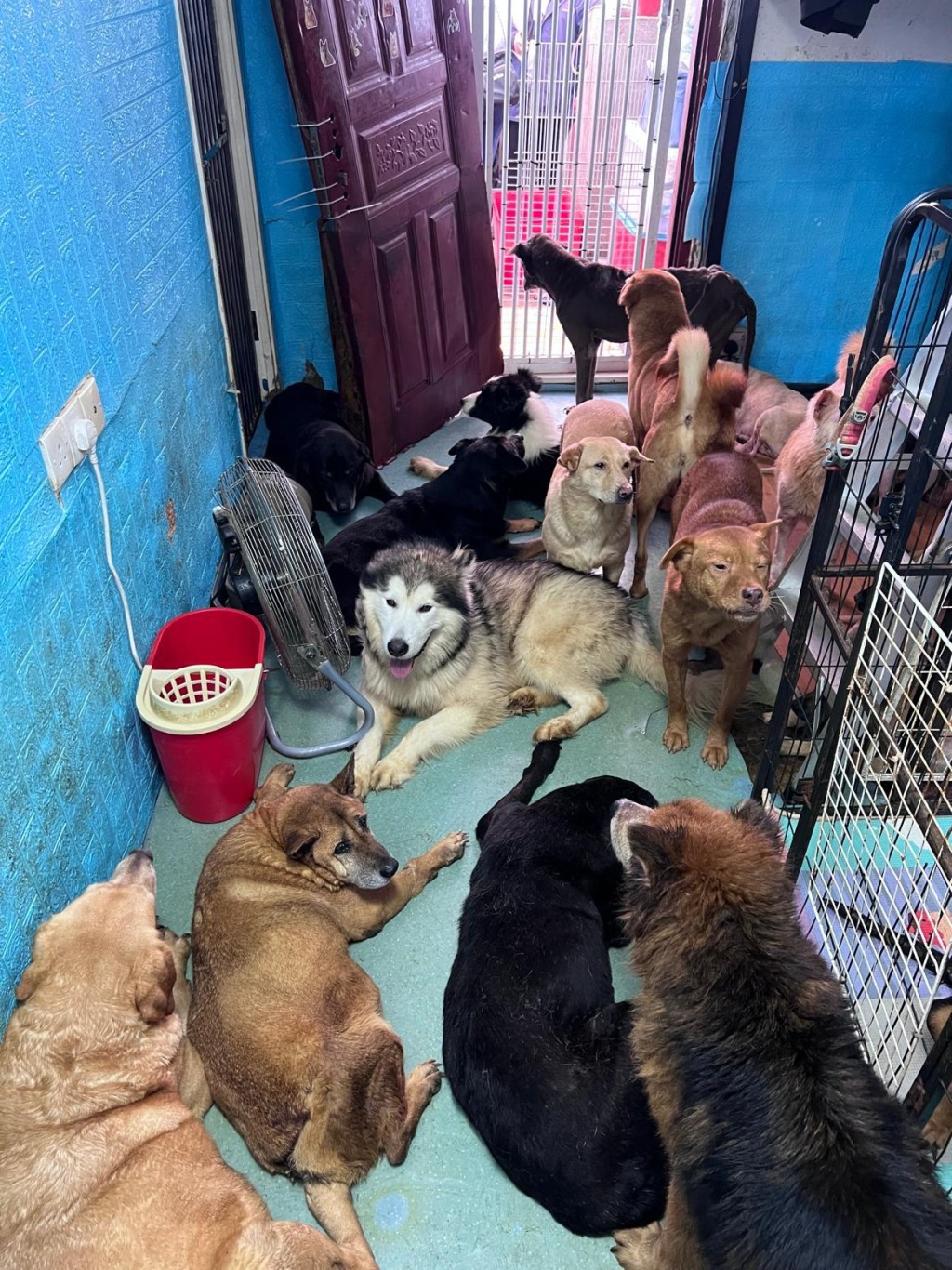 Multiple dogs living together in a crowded room.