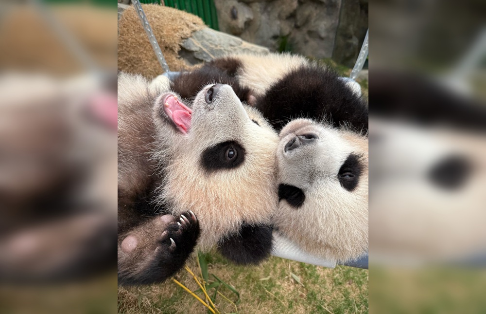 Ocean Park has launched a Panda Twins Fan Club for its beloved panda cubs ‘Elder Sister’ and ‘Little Brother’. Ocean Park has launched a Panda Twins Fan Club for its beloved panda cubs ‘Elder Sister’ and ‘Little Brother’.