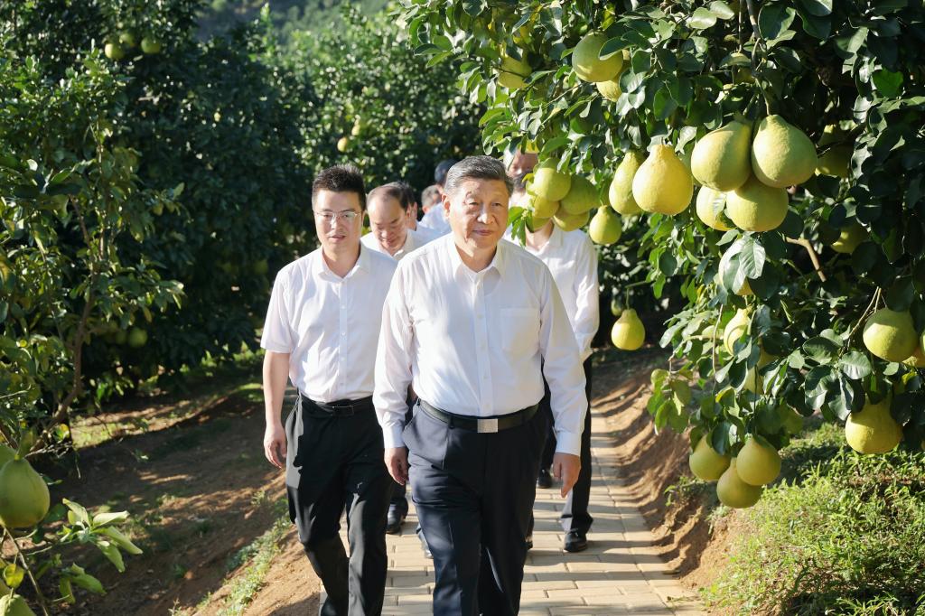 Chinese President Xi Jinping, also general secretary of the Communist Party of China Central Committee and chairman of the Central Military Commission, tours a pomelo growing base in Meizhou City, south China's Guangdong Province, Nov. 7, 2025. Xi made an inspection tour in south China's Guangdong Province on Friday and Saturday. (Photo by Xiao Yi/Xinhua)