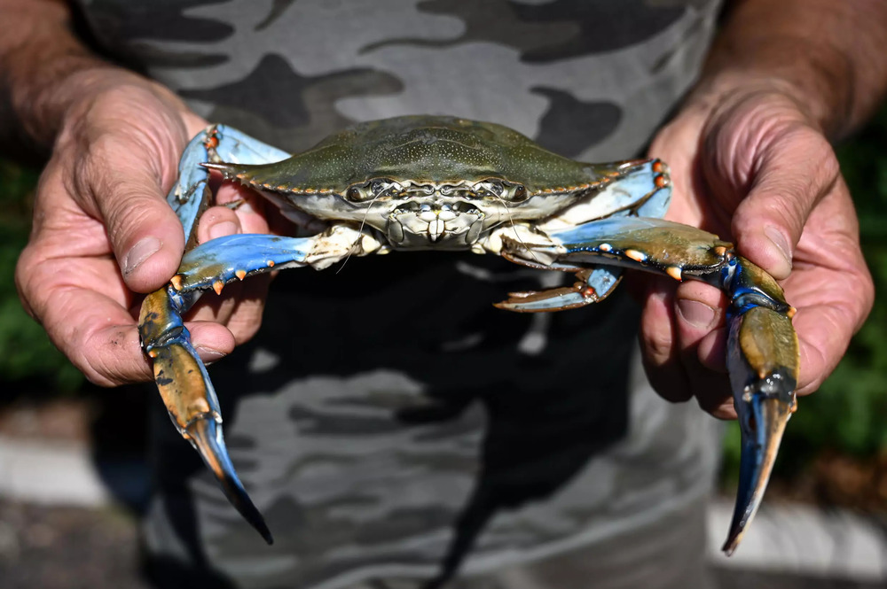 Italy's government is providing economic incentives to those catching and disposing of the blue crabs invading the northeastern coast. (AFP) Italy's government is providing economic incentives to those catching and disposing of the blue crabs invading the northeastern coast. (AFP)