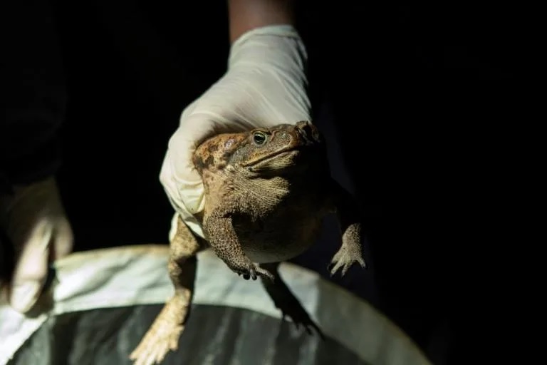 Toads are a symbol of prosperity and good fortune in Taiwan, but the unexpected discovery of an invasive species has officials and environmentalists scrambling to contain their spread. (AFP/Sui CHOU) Toads are a symbol of prosperity and good fortune in Taiwan, but the unexpected discovery of an invasive species has officials and environmentalists scrambling to contain their spread. (AFP/Sui CHOU)