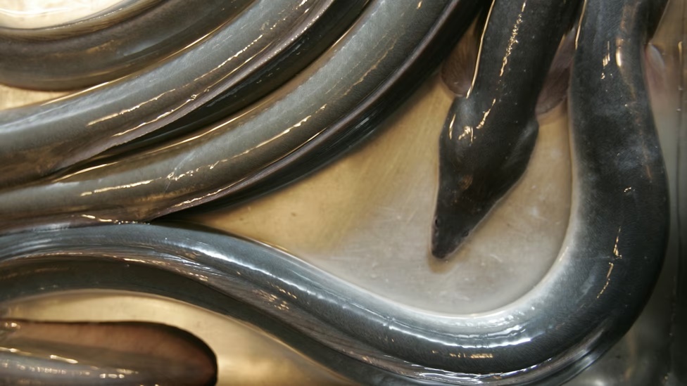 Japanese eels cool in a sink at an eel restaurant in Tokyo. (Yuriko Nakao / Reuters)