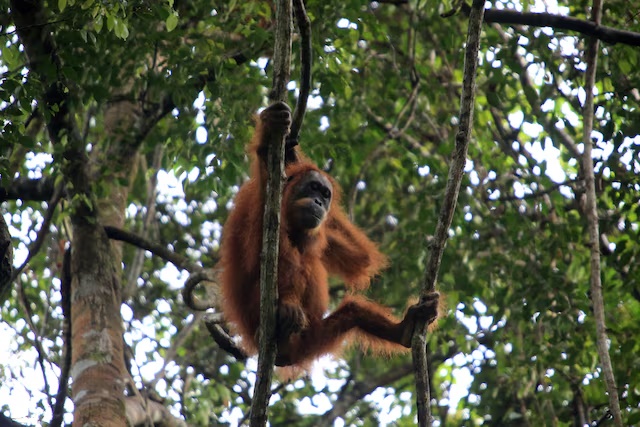 A wild orangutan of Sumatra hangs on a tree at the Soraya Research Station in the Leuser Ecosystem Area, Subulussalam, Aceh province, Indonesia March 14, 2021. Syifa Yulinnas/Antara Foto via REUTERS/File Photo 