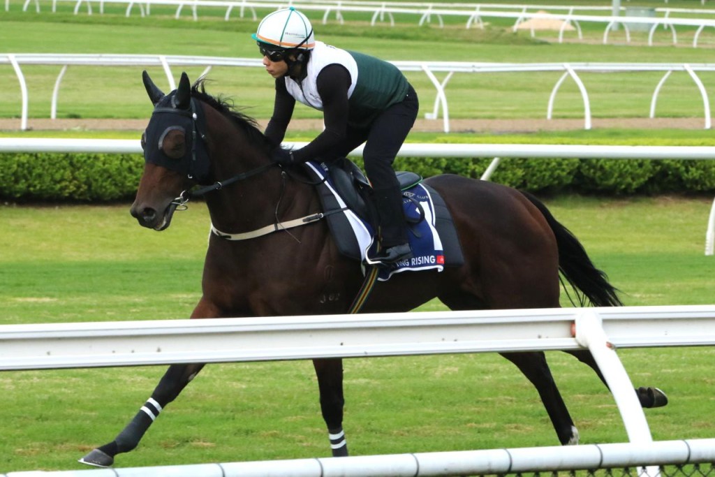 Ka Ying Rising completes an easy piece of work at Canterbury Racecourse last week. Tuesday's trial will be a way for trainer David Hayes to gauge his horse's fitness ahead of The Everest 11 days later (Racing NSW) 