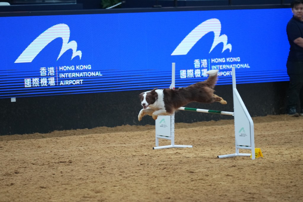 Airport Authority Hong Kong presents: Hong Kong Dog Agility Competition, introduced for the first time at this year’s show, delighted audiences with its playful and highly interactive competition format.