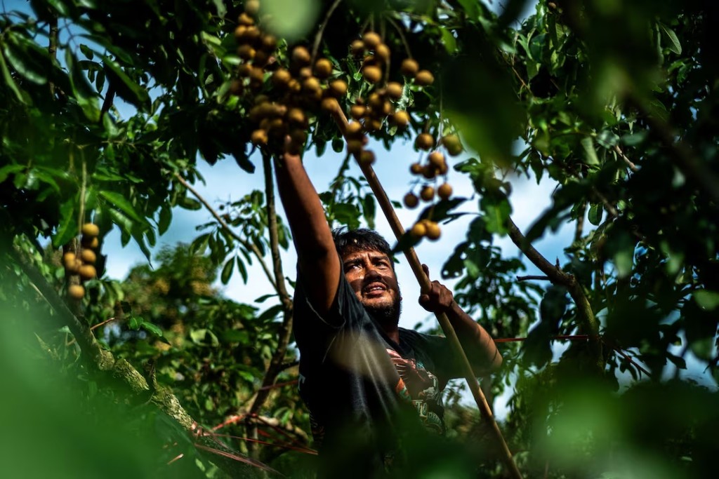  A refugee from Myanmar, who was granted a work permit by the Thai government, works at a longan farm in Chanthaburi province, Thailand, November 6, 2025. REUTERS/Athit Perawongmetha