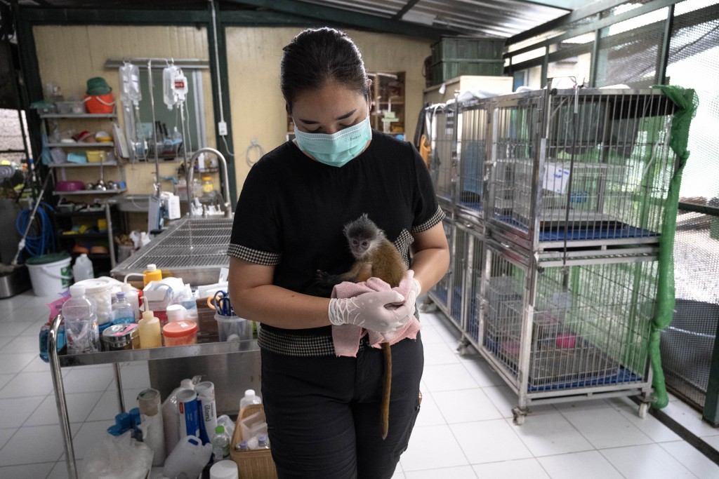 Photo by LILLIAN SUWANRUMPHA / AFP  This photo taken on June 29, 2026 shows a six month-old leaf monkey that was intercepted by the Wildlife Crime Intelligence Unit at Suvarnabhumi airport bound for India, in the hands of vetenarian Thanawadee Phaichana at the Department of National Parks, Wildlife and Plant Conservation (DNP) headquarters in Bangkok.