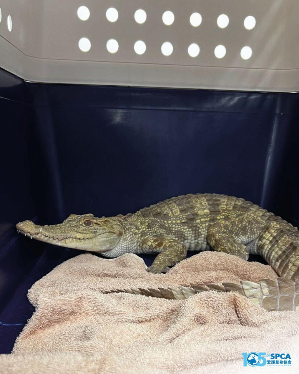 Source: SPCA