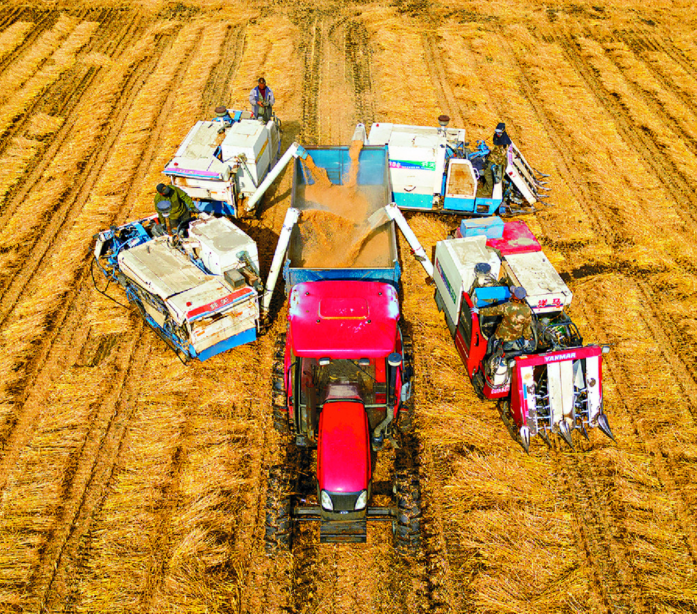 Farmers load newly harvested grains into a vehicle in Suihua City, Heilongjiang Province. Xinhua Farmers load newly harvested grains into a vehicle in Suihua City, Heilongjiang Province. Xinhua