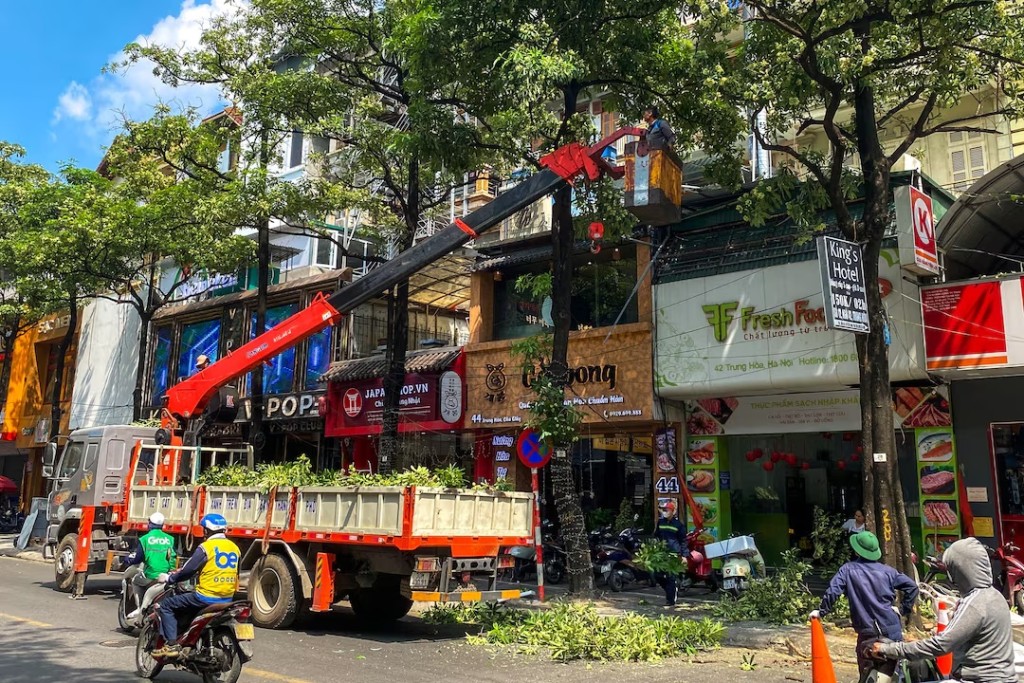 Workers cut Hoa sua, or "milk flower" trees, as Hanoi considers relocating some trees after residents complain their fragrance is too strong, in Hanoi, Vietnam, October 19, 2026. Picture taken with a mobile phone. REUTERS/Thinh Nguyen