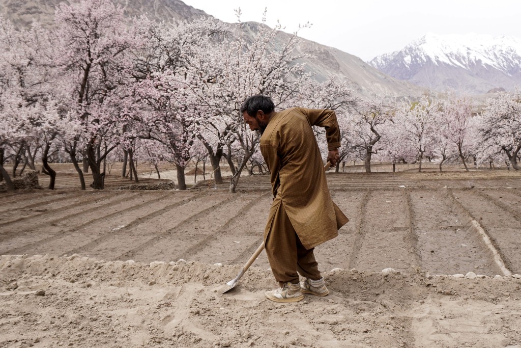 A farmer ploughs a field as apricot blossom trees bloom at Ghanche district in Gilgit-Baltistan region on March 30, 2026. (Photo by Manzoor BALTI / AFP)
