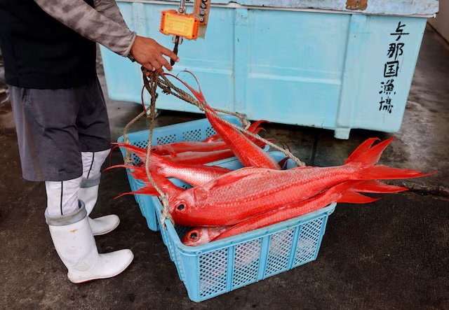 A local fisheries cooperative staff lands queen snappers at Kubura fishing port on Yonaguni island, Japan's westernmost inhabited island in Okinawa prefecture, Japan November 10, 2023. REUTERS/Issei Kato/File Photo