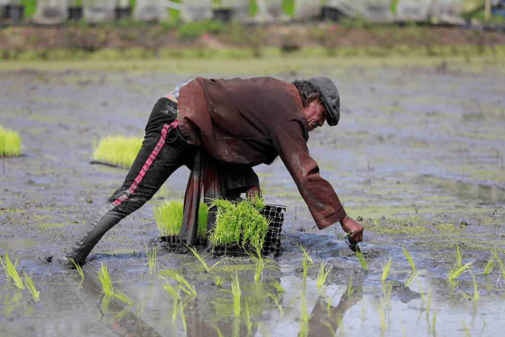 A worker cultivates rice plants at a farm in Bangkok, Thailand, August 28, 2018. Picture taken August 28, 2018. REUTERS/Soe Zeya Tun/File Photo