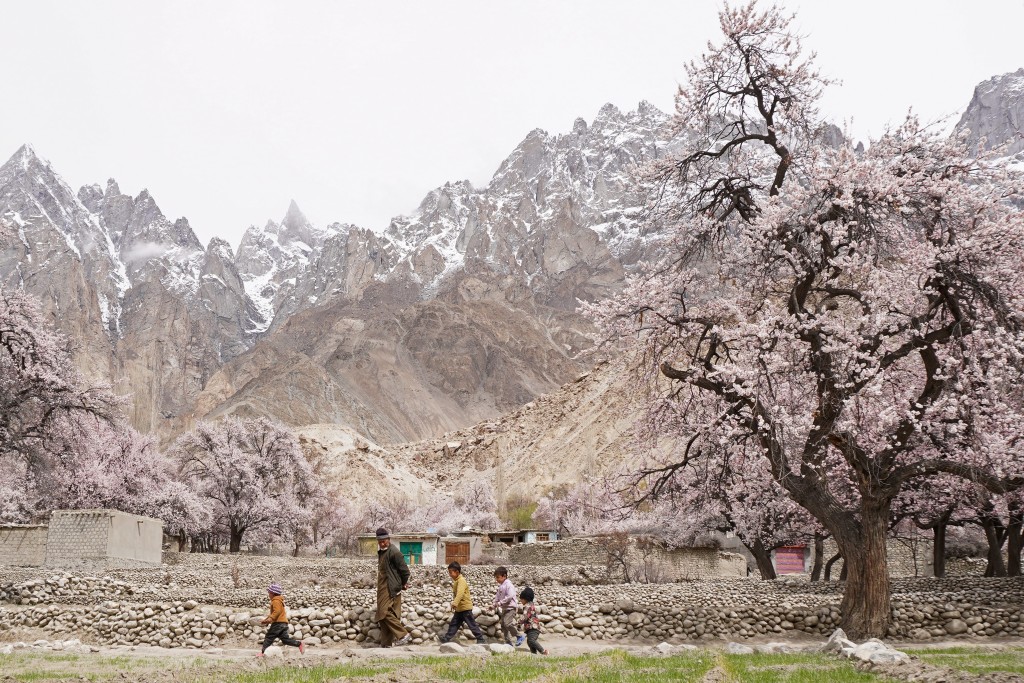 A man walks with children past apricot blossom trees at Ghanche district in Gilgit-Baltistan region on March 30, 2026. (Photo by Manzoor BALTI / AFP)