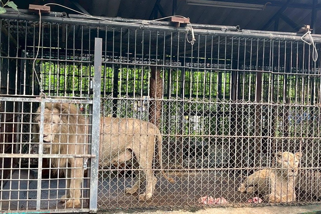 This handout photo taken on September 11, 2025 and released on September 12 by Thailand's Department of National Parks, Wildlife and Plant Conservation (DNP) shows lions involved in a fatal attack on a zookeeper looking on in an enclosure at the Safari World wildlife park in Bangkok. (Photo by Handout / Thailand's Department of National Parks, Wildlife and Plant Conservation (DNP) / AFP)