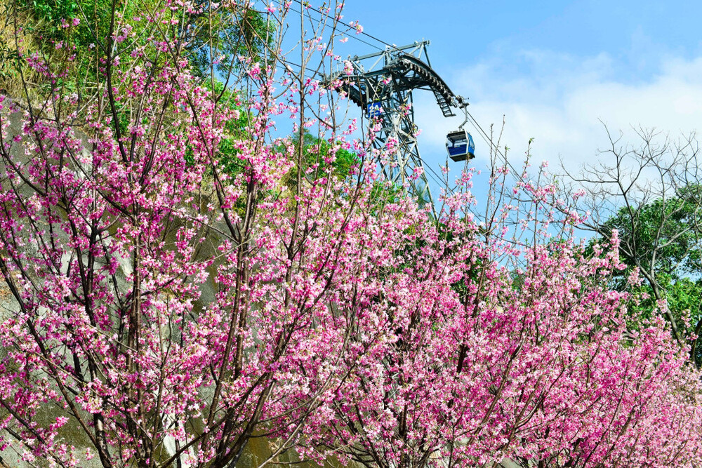 Cherry blossom trees planted by the Airport Authority along Chek Lap Kok South Road.
