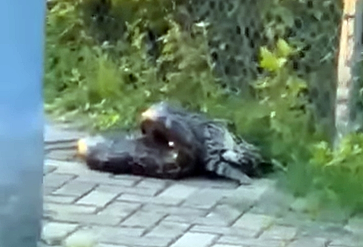 Photo on the internet. 