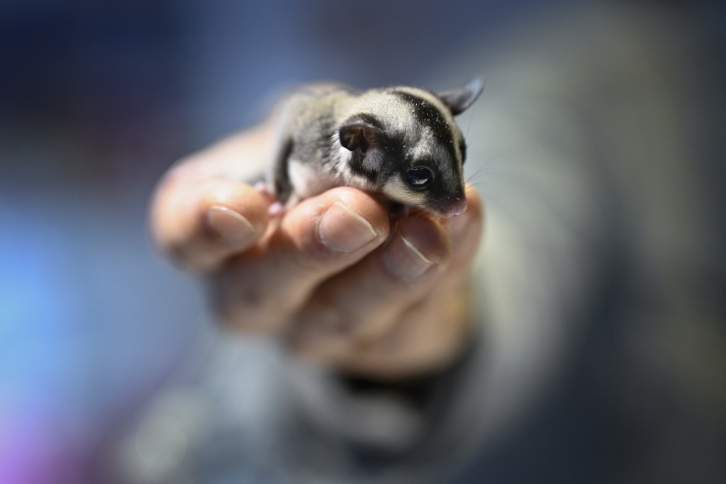 Photo by WANG ZHAO / AFP  A visitor holds a sugar glider at a pet fair in Beijing on March 19, 2026.
