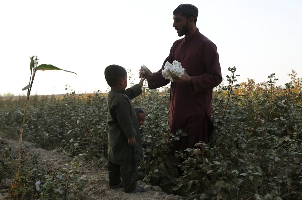 Mohammad Dawood, a 28-year-old farmer who used to harvest poppy before the ban and says his children are malnourished, receives freshly picked cotton from his son while harvesting in a field in Balkh province, Afghanistan, October 25, 2026. REUTERS/Sayed Hassib