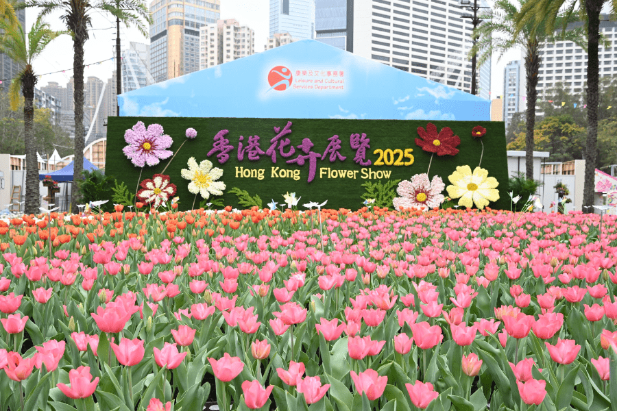 The Hong Kong Flower Show 2025 will be held at Victoria Park from tomorrow (March 14) until March 23, featuring cosmos as the theme flower and Ablaze with Glory as the main theme. The theme flower wall features six bouquets of cosmos models embedded with colourful orchids and carnations, set against the vibrant colours of around 10 000 tulips in front to bring exuberance and vitality to the show. 