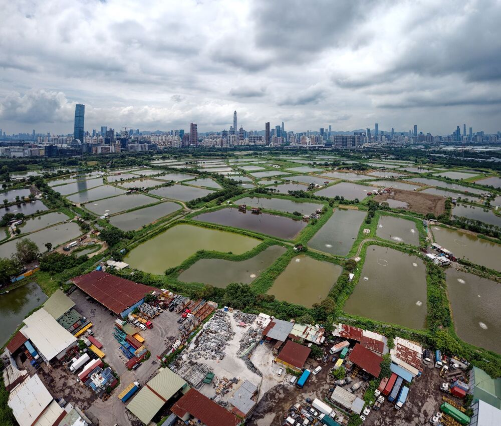 Green groups fear there is no effective mitigation of the ecological damage that ensues from large-scale filling of wetlands. Green groups fear there is no effective mitigation of the ecological damage that ensues from large-scale filling of wetlands.